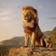 Imagen para el artículo titulado El remake versión realista de El Rey León tendrá secuela